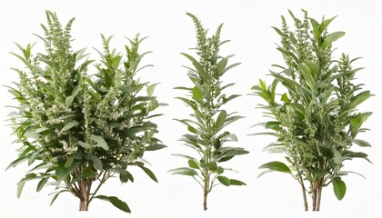 Set of Mexican bush sage (Salvia leucantha) frontal isolated png on a transparent bac 