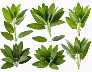 Set of Mexican bush sage (Salvia leucantha) frontal isolated png on a transparent bac 