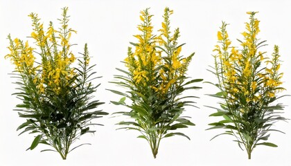 Set of Mexican bush sage (Salvia leucantha) frontal isolated png on a transparent bac 