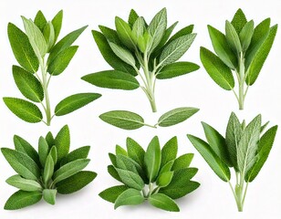  Set of Mexican bush sage (Salvia leucantha) frontal isolated png on a transparent bac 