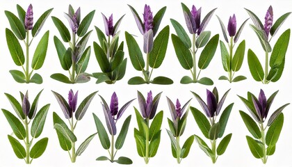  Set of Mexican bush sage (Salvia leucantha) frontal isolated png on a transparent bac 