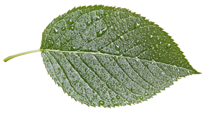 Fresh green leaf with water droplets showcasing detailed natural texture and clean, vibrant dewdrop accents isolated on white background