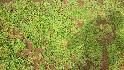 dwarf elephant grass with Shadow on a Sunny Day