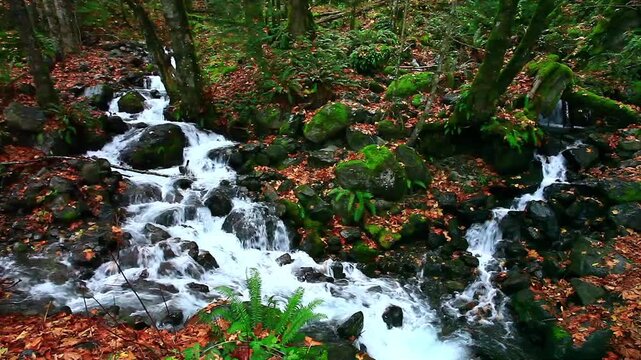  a video of Rose Creek falls in Olympic National Forest Washington State