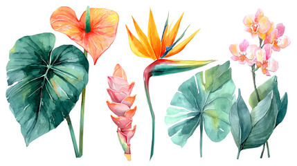 Watercolor Painting of Exotic Tropical Flowers and Leaves on Transparent Background a Vibrant Bird of Paradise Orange Anthurium and Pink Orchid Flowers, PNG