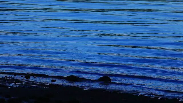  a video of a Puget Sound shoreline in Washington State
