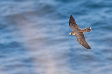 Peregrine falcon (Falco peregrinus), Sydney coast, NSW, Australia. Beautiful bird of prey. 