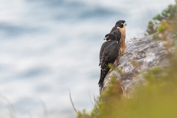 Pair of peregrine falcons (Falco peregrinus), Sydney coast, NSW, Australia. Beautiful birds of prey. 