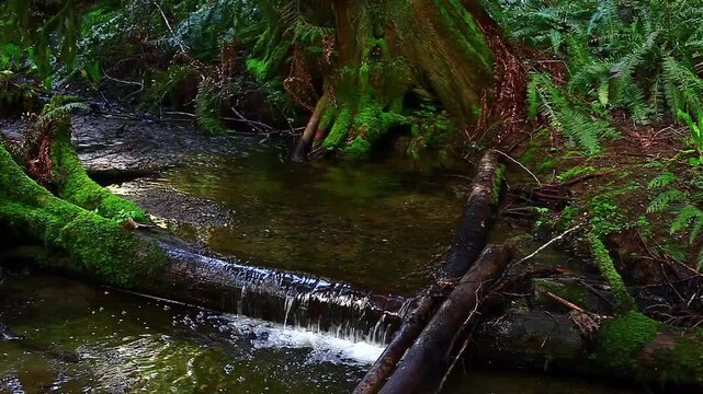  a video of Matheny Creek in Olympic National Park Washington State