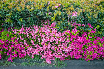 たくさん咲いたピンクに美しい花