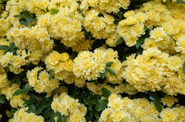 たくさん咲いた黄色の美しい花