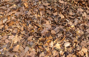 autumn leaves background