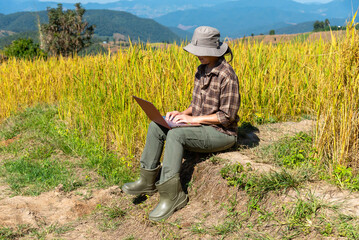 A female farmer sitting with a laptop in a golden rice field, representing smart farming and agricultural technology use in Asia. Conceptual image for farming business and remote work.