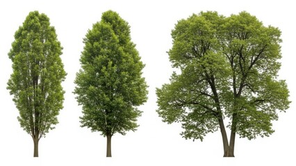 Three different types of deciduous trees with green foliage isolated on white background