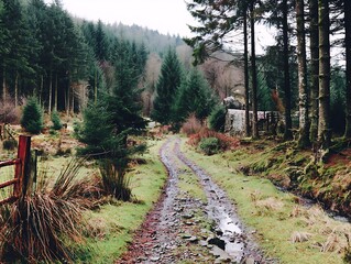 A muddy, winding track meanders through a dense, coniferous forest with a rustic gate