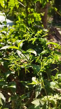 Closeup of Cestrum nocturnum or Night Blooming Jasmine flower