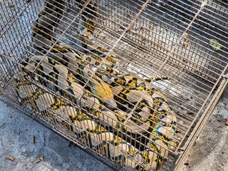 Large Reticulated Python snake coiled inside a rusty metal cage