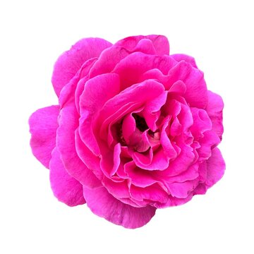 Rosa &times; damascena (damascene rose) isolated on white. Damask pink rose, Iranian, Bulgarian, Taif, Emirati rose, Ispahan, Castile, is a rose hybrid derived Rosa gallica and Rosa moschata.