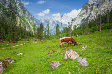 Fototapeta premium Alpine meadow with cows and rustic houses in Berchtesgaden National Park