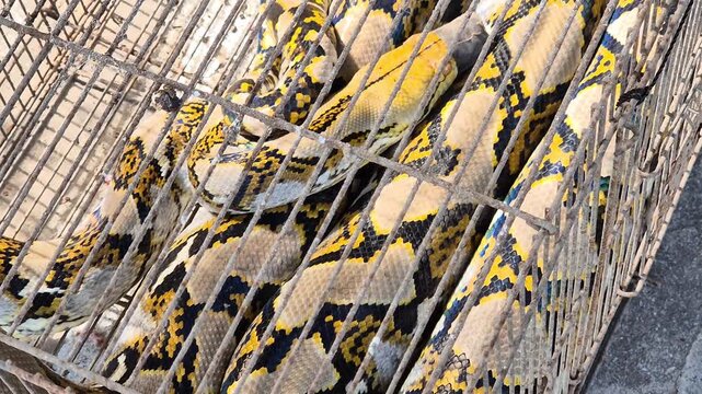 Large Reticulated Python snake coiled inside a rusty metal cage