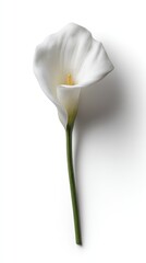 Fototapeta premium White Calla Lily Isolated On White Background