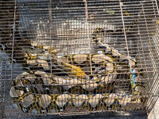 Large Reticulated Python snake coiled inside a rusty metal cage