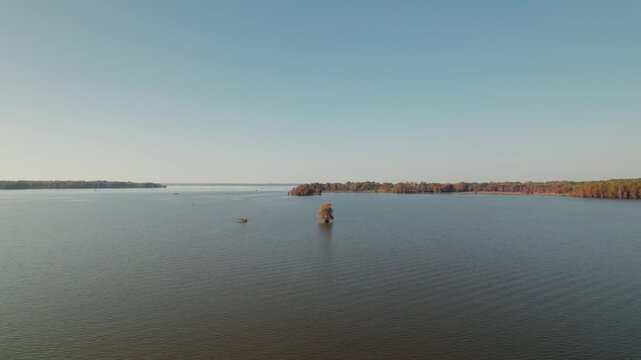 Aerial footage of a tree in the middle of Caddo Lake in Texas
