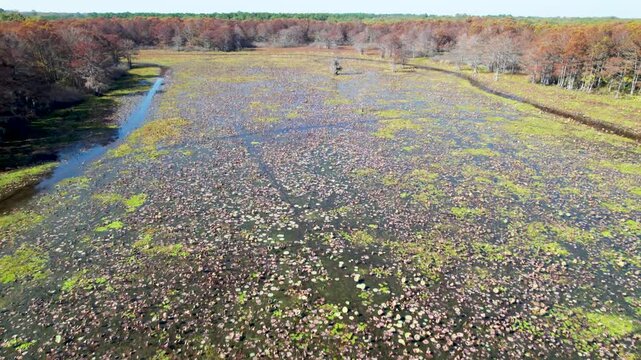 Aerial low flight over Caddo Lake in Texas