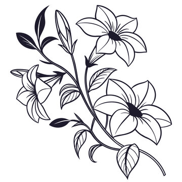 black eyed susan vine flowers with leaves