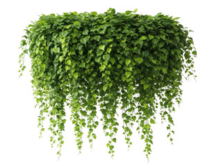 Green hanging plant with cascading leaves transparent background cutout png