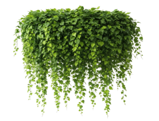 Green hanging plant with cascading leaves transparent background cutout png