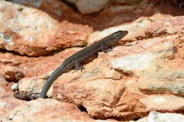 Baleareneidechse // Lilford's wall lizard (Podarcis lilfordi codrellensis) - Escull de Binicodrell, Menorca, Spanien