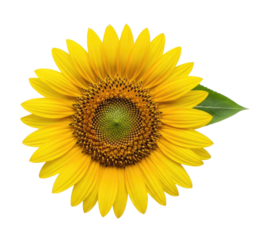 Sunflower with green center transparent background cutout png
