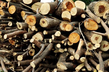 Pile of tree branches and logs