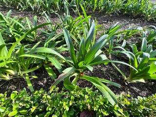 Obraz premium Agapanthus praecox (African lily) growing in a garden bed, showing lush green strap-shaped leaves in bright sunlight. Fresh foliage and natural texture ideal for botanical, gardening and landscaping.