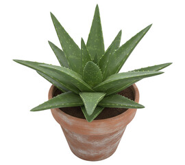 PNG. aloe vera plant in pot. Aloe vera plant on transparent background. succulent with spiky leaves for natural remedies skincare products.