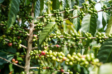Coffee tree with layers of green beans and leaves
