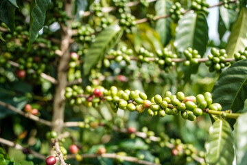 Coffee beans growing under shaded green leaves
