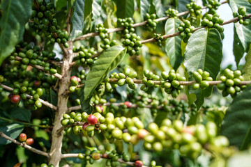 Dense coffee tree branch with green cherries
