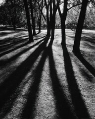 Dramatic black and white landscape of tall trees casting long shadows across textured ground with strong contrast and depth