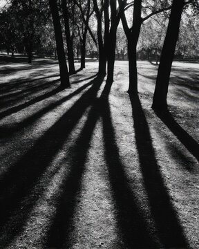 Dramatic black and white landscape of tall trees casting long shadows across textured ground with strong contrast and depth