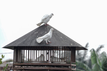 Two pigeons sitting on black rooftop structure
