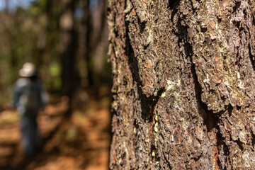 tronco de árbol con mucha textura de corteza