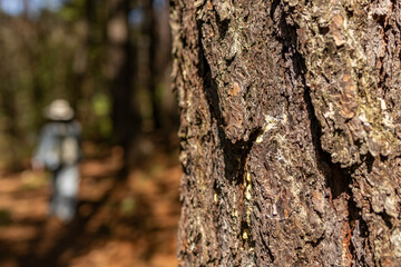 tronco de árbol con mucha textura de corteza
