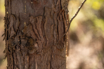 tronco de árbol con mucha textura de corteza