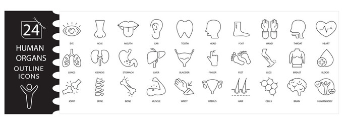 Obraz premium Human Anatomy Medical Vector Icon Set Featuring Internal Organs Including Brain, Heart, Lungs, Liver, Kidneys, Stomach, Intestines, and Complete Body System . Detailed Anatomy editable stroke