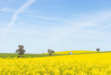 Countryside hills of golden canola in spring