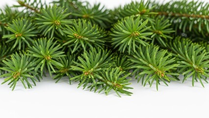 Close-up shot of lush green pine needles with a clean white background, detailed texture isolated on white background, illustration