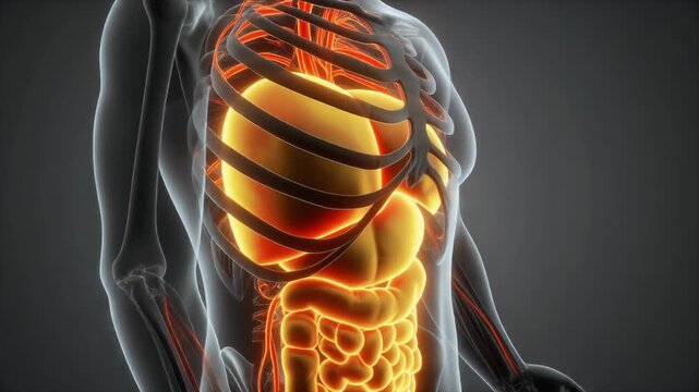 Anatomical visualization of the human digestive system and rib cage glowing with internal light.