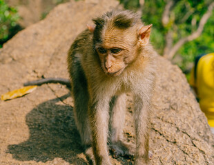 Obraz premium Young macaque monkey sitting on a rock in a natural environment. Wildlife animal portrait showing primate behavior in tropical or subtropical habitat, outdoor nature scene.